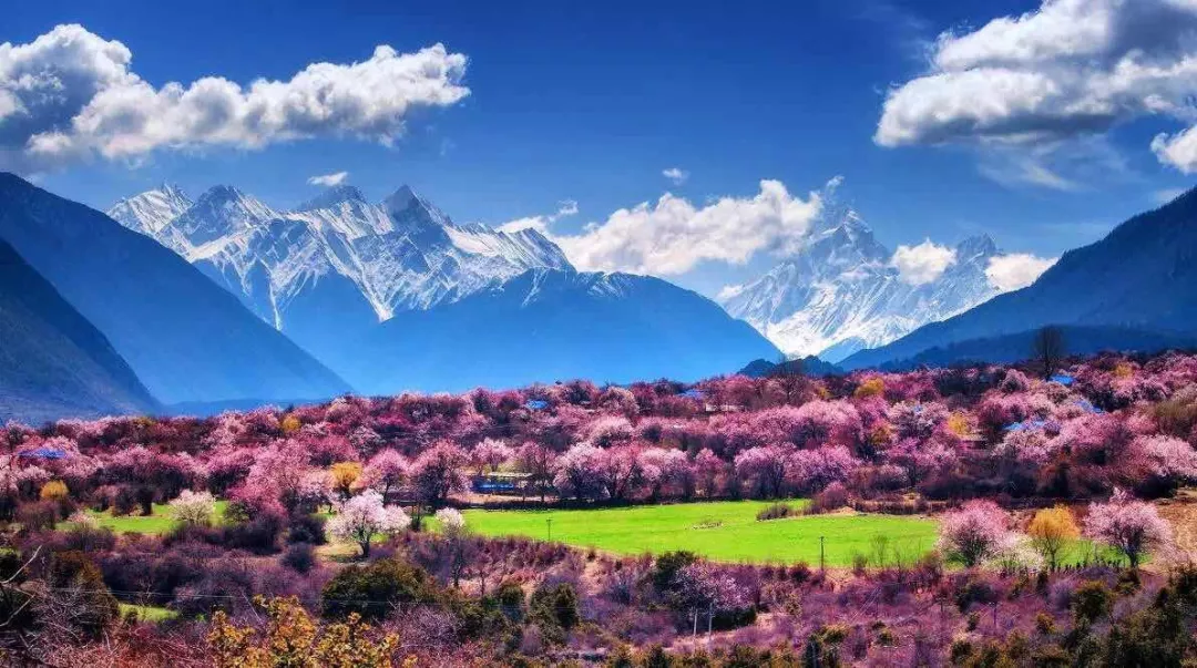 25、桃花村1.png